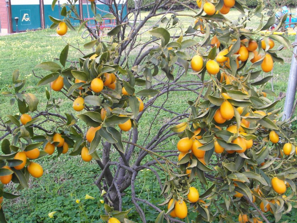 Il Gelsomino Ritrovato * Milazzo